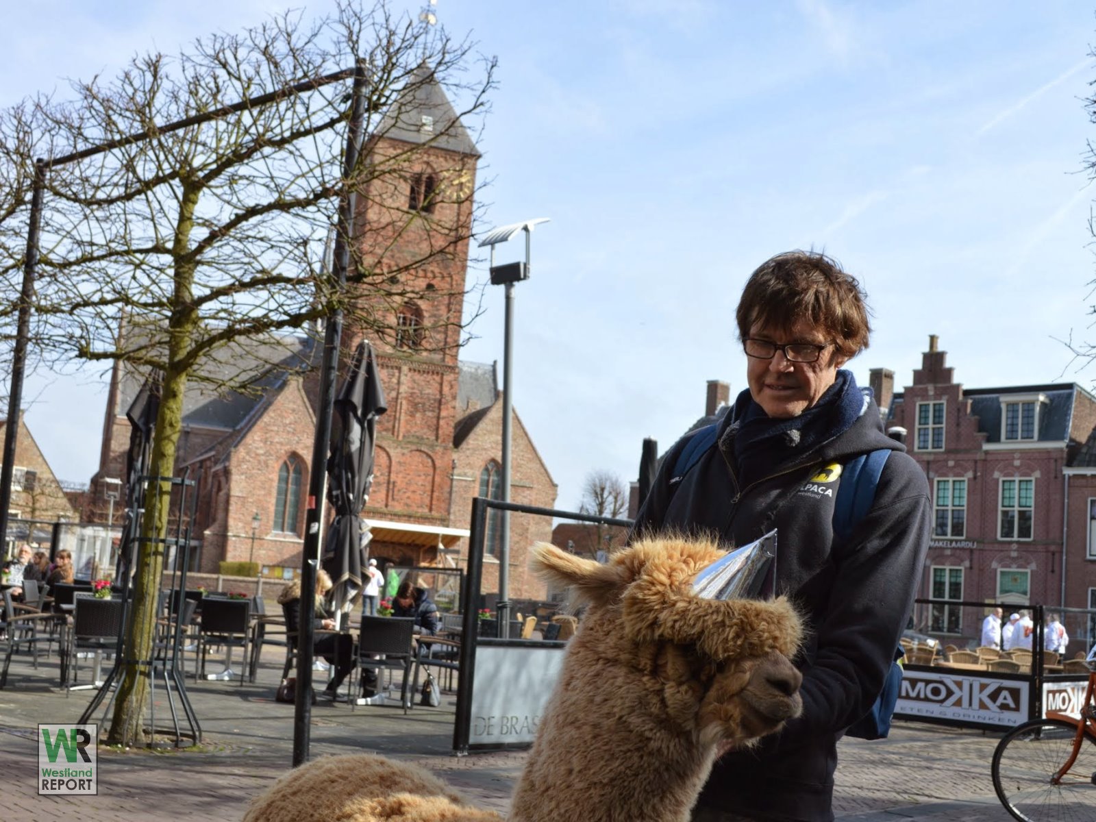 Theo Enthoven keert met alpaca’s terug naar Poeldijk