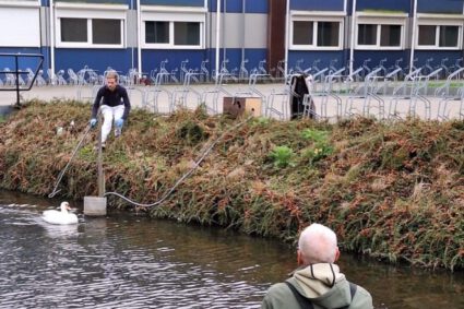 Zwaan gered na melding van politie in Naaldwijk