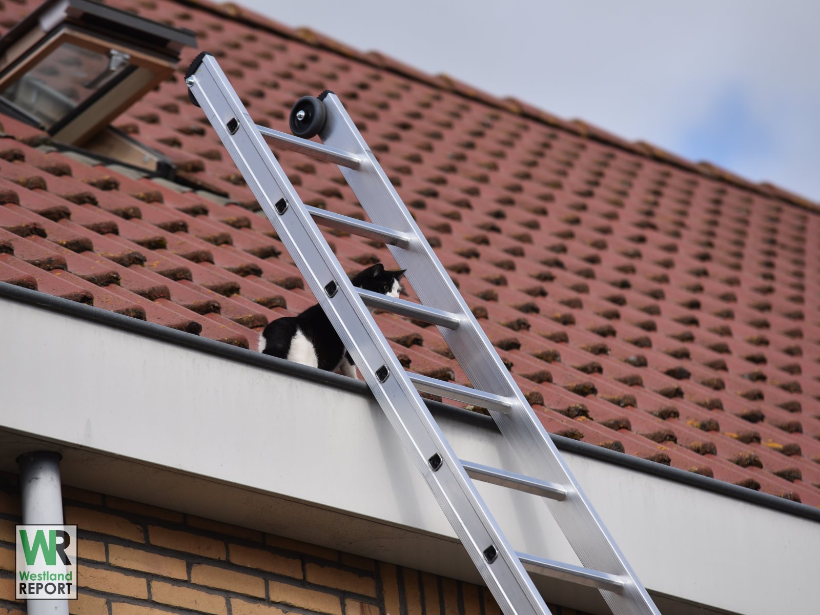 [Foto en Video] Poes krijgt vrijbrief: Brandweer laat kat maar gaan