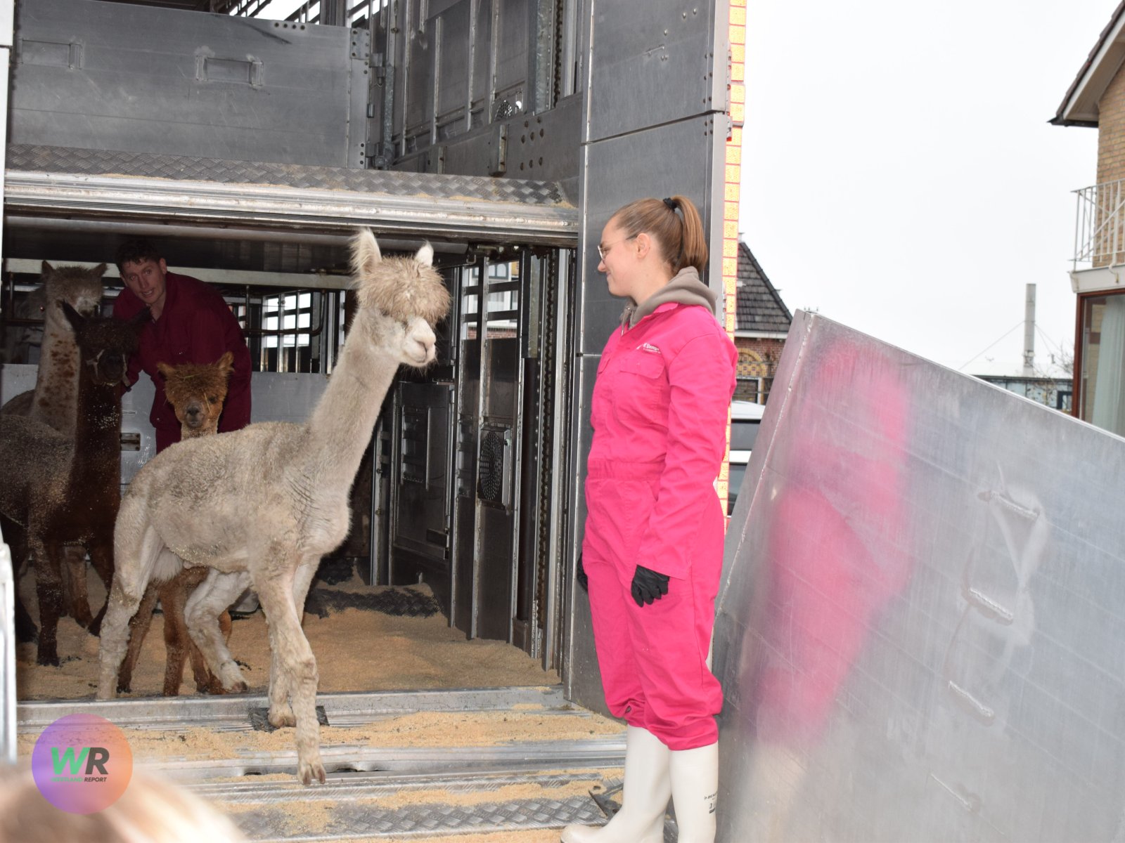 Alpaca’s terug in Poeldijk na jarenlange strijd