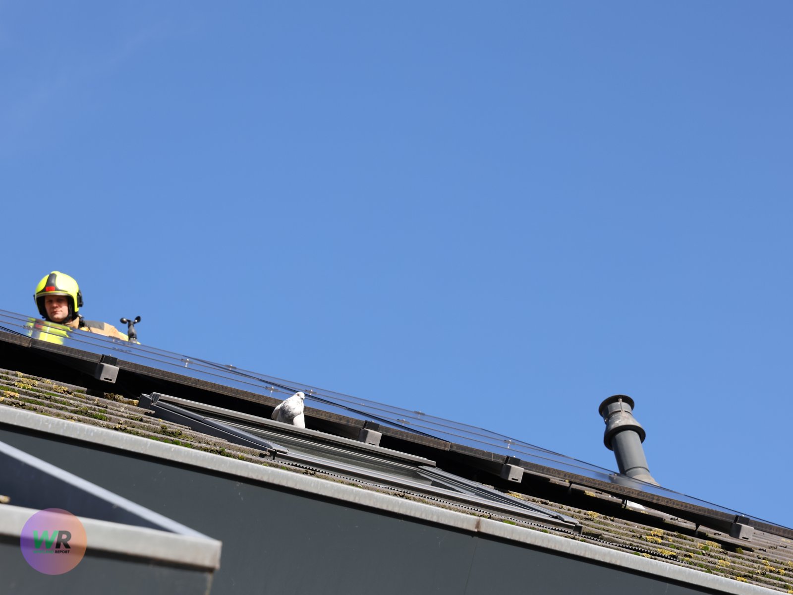 Brandweer bevrijdt duif onder zonnepanelen in ‘s-Gravenzande