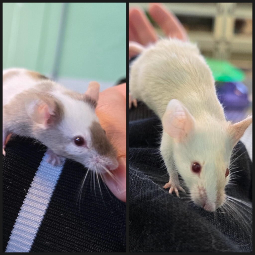 In Naaldwijk gedumpte muizenmannen vinden plekje in Vlaardingen