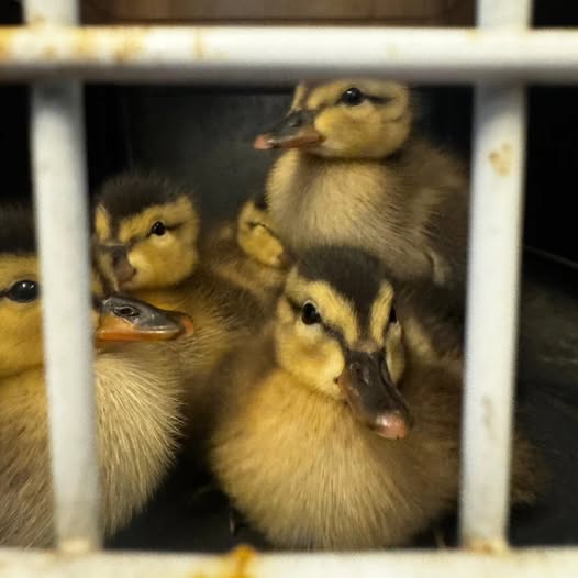 Politie redt vijf pulletjes van de A20